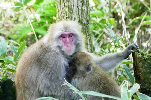 Arashiyama Bamboo Grove & Monkey Park
