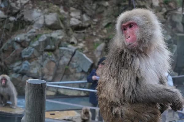 Jigokudani Monkey Park — Summer Visit