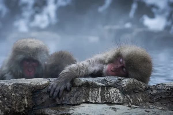 Jigokudani Snow Monkey Park