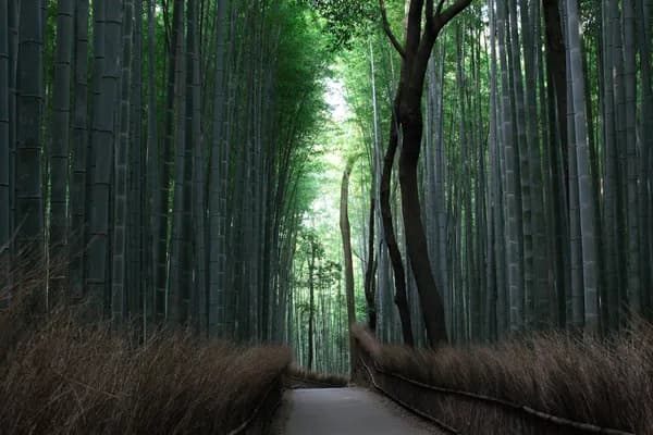 Kyoto Bamboo Forest Night Walk