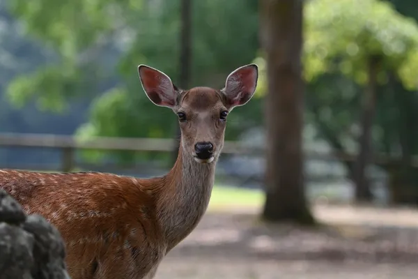 Nara Deer Park & Todai-ji