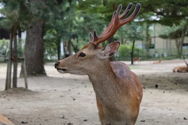 Nara Park & deer