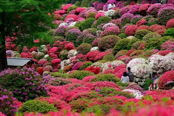 Nezu Shrine — Azalea Festival