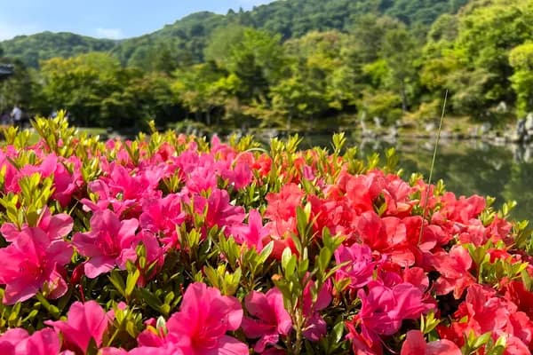 Tenryu-ji temple garden