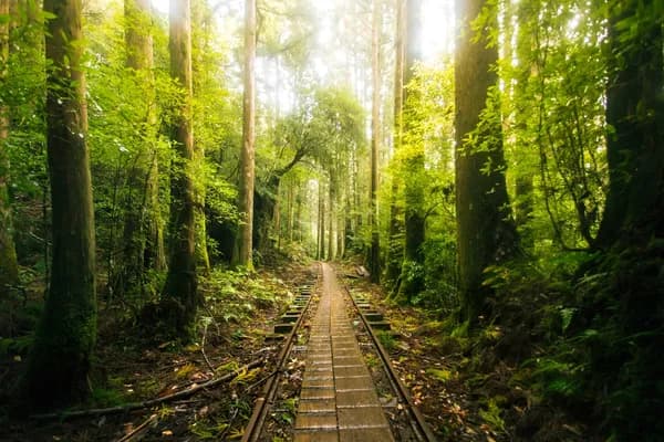 Yakushima — Ancient Cedar Forest
