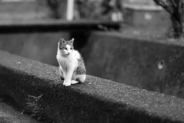 Cat Island (Tashirojima) in Tohoku